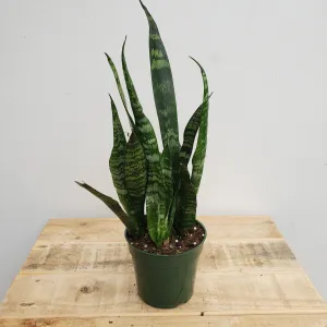 4" sansevieria black coral