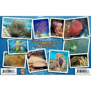 Caribbean Coral Identification Guide Laminated Card