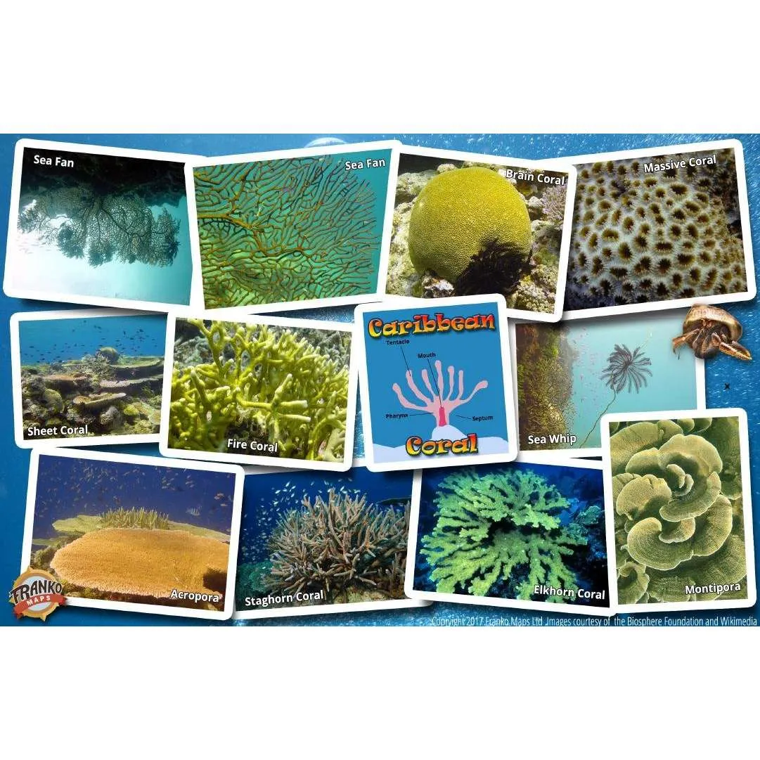 Caribbean Coral Identification Guide Laminated Card