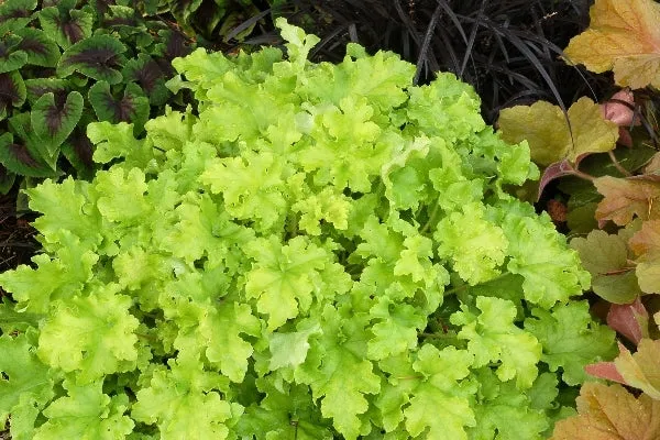 Coral Bells: 'Lime Marmalade' -15cm (Bl)