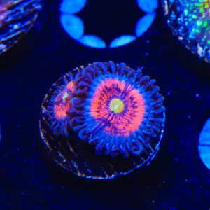 Everlasting Gobstopper Zoanthid Coral