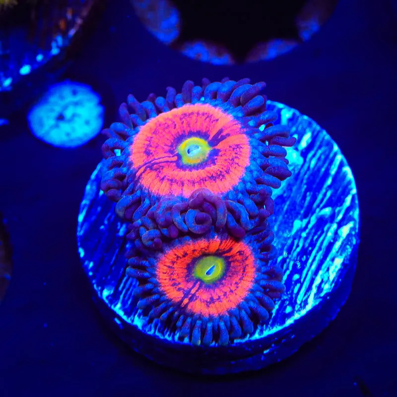 Everlasting Gobstopper Zoanthid Coral