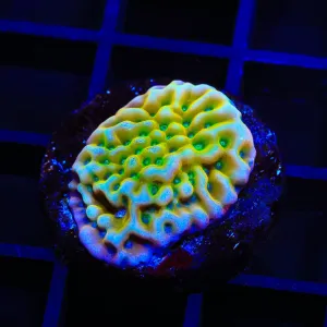 JF Beach Bum Montipora Coral