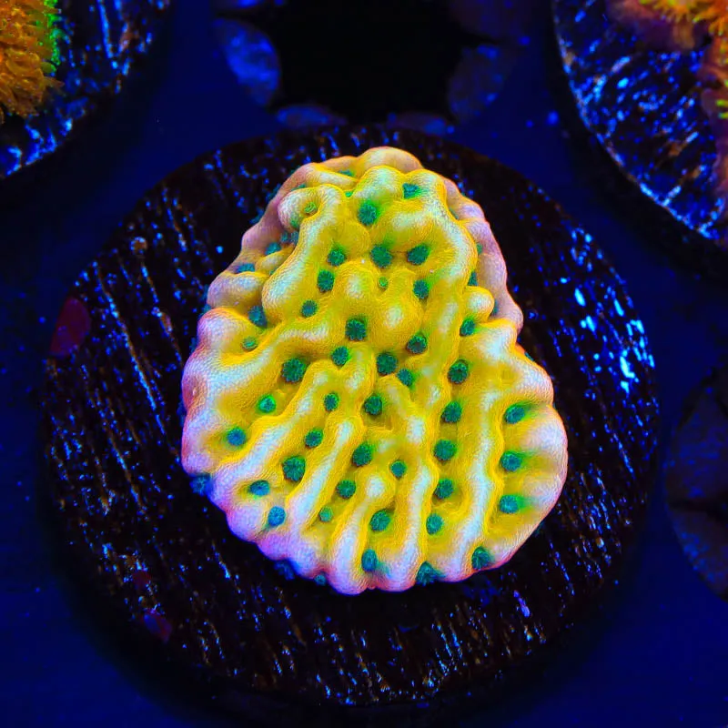 JF Beach Bum Montipora Coral