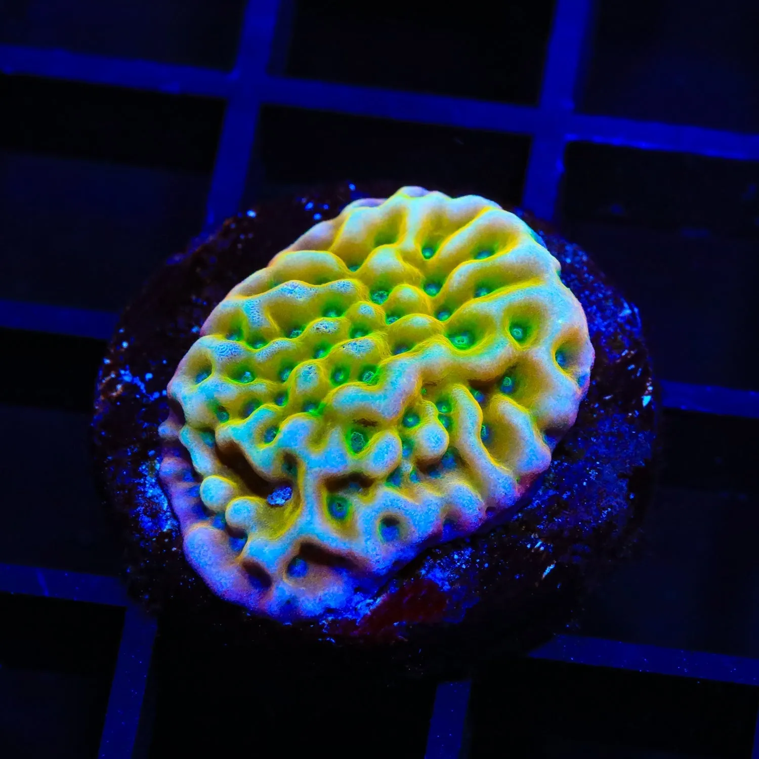 JF Beach Bum Montipora Coral