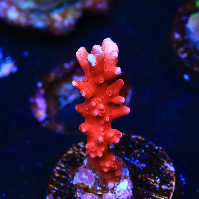 JF TNT Anacropora Coral