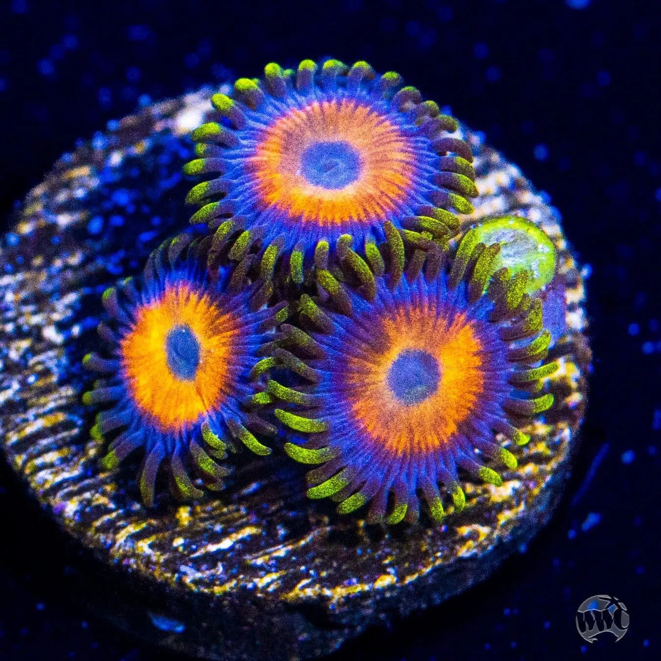 Jungle Juice Zoanthids