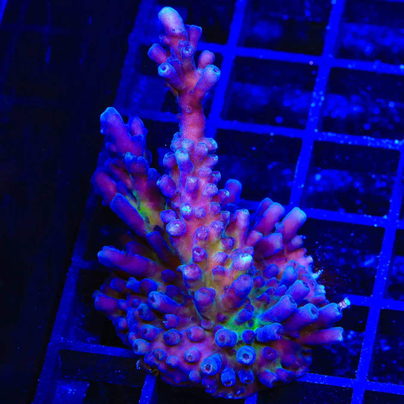 RR Aussie Gold XXL Acropora Coral