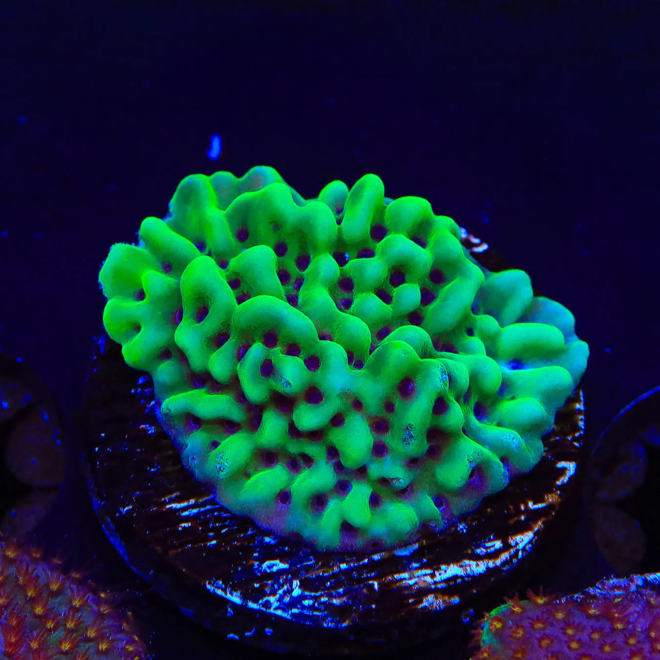 TSA Appleberry Montipora Coral