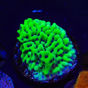 TSA Appleberry Montipora Coral