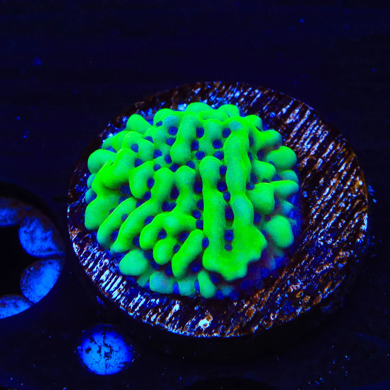 TSA Appleberry Montipora Coral