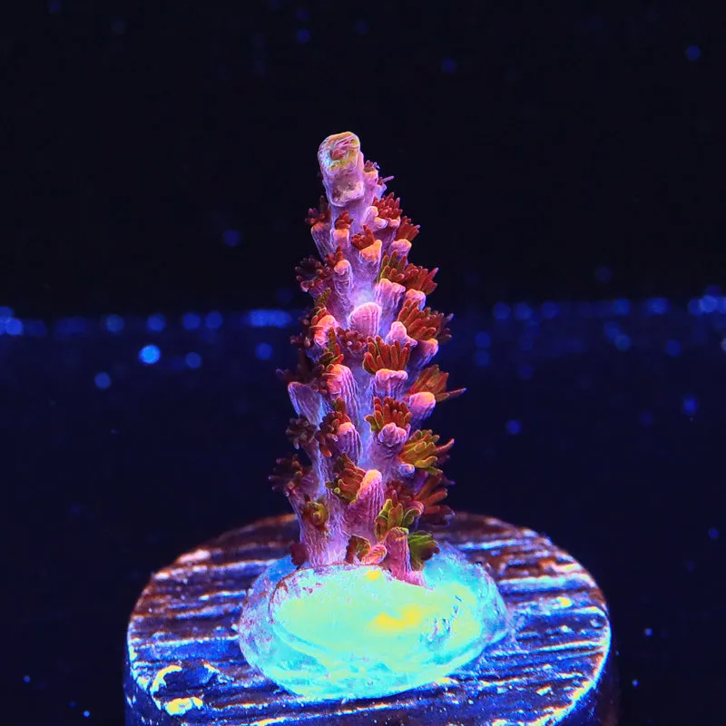 TSA Fruity Pebbles Acropora Coral