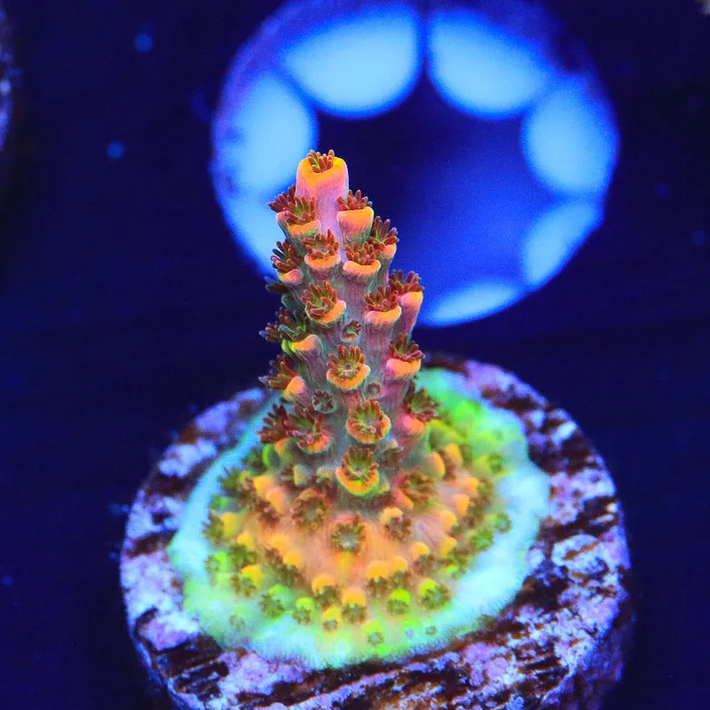 TSA Fruity Pebbles Acropora Coral