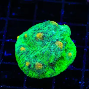 TSA Sparkle Invader Chalice Coral