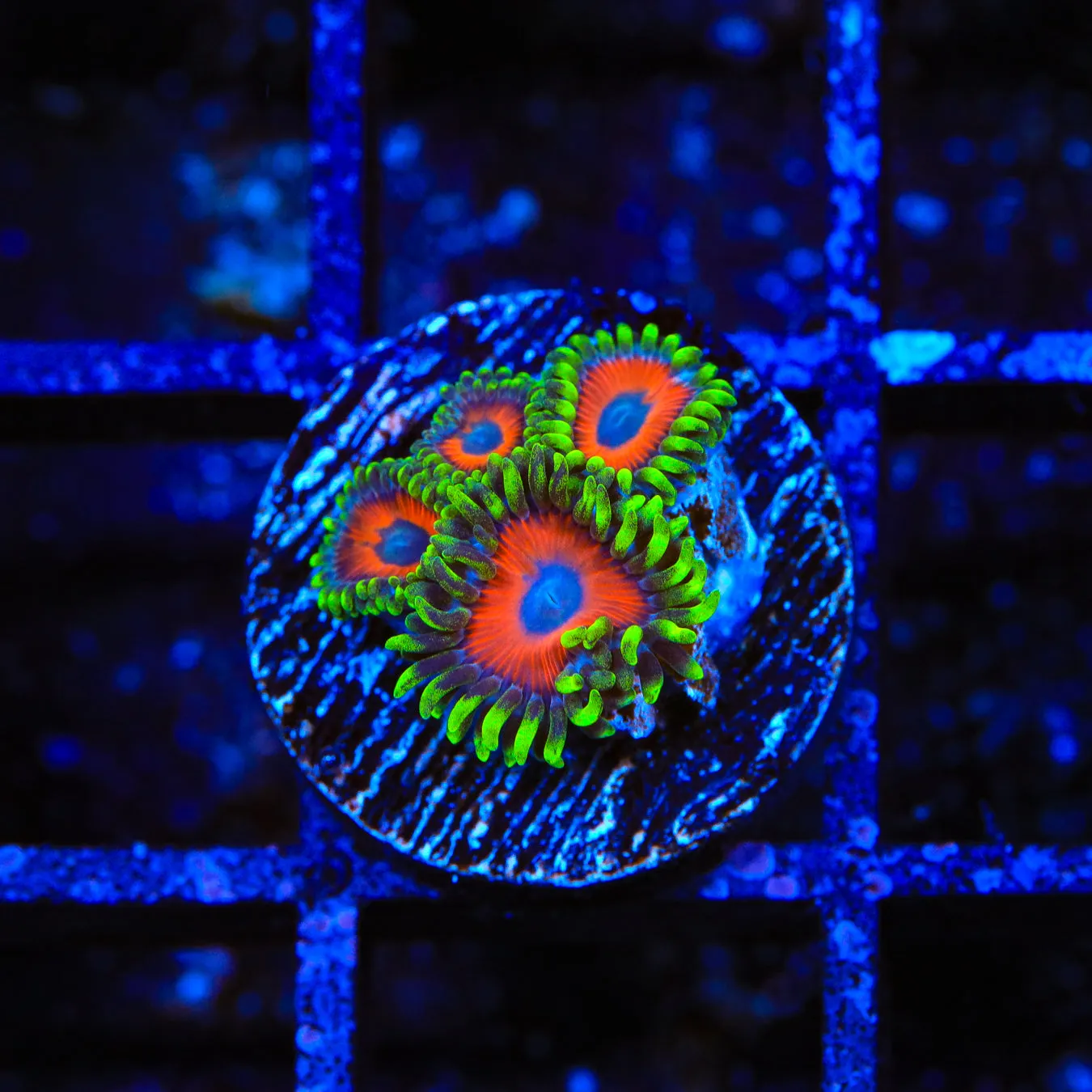 Whamming Watermelon Zoanthids Coral