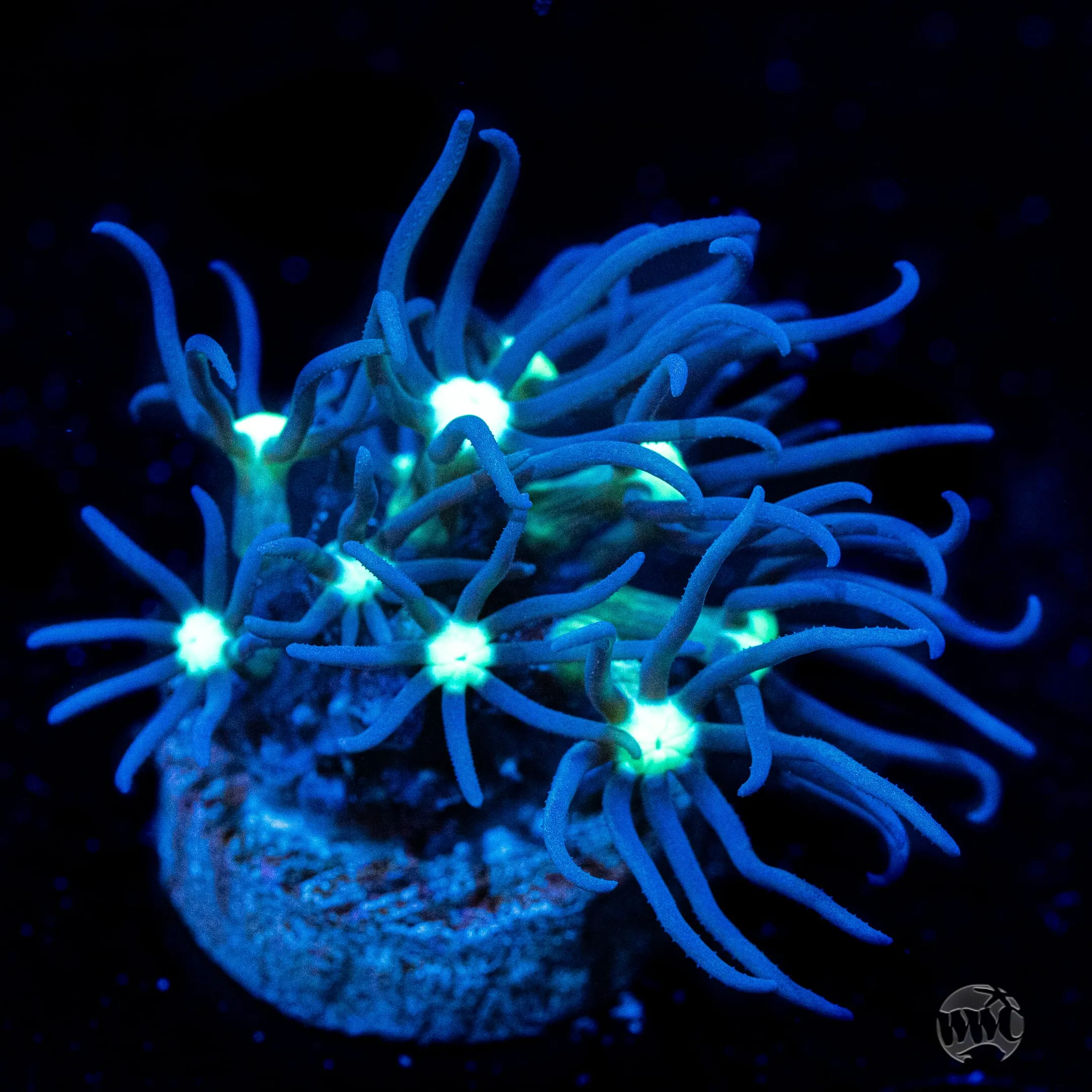 WWC Branching Neon Star Polyp Coral