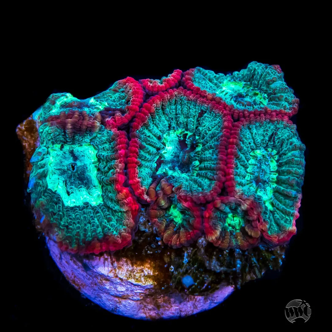 WWC Urban Zombie Favia Coral